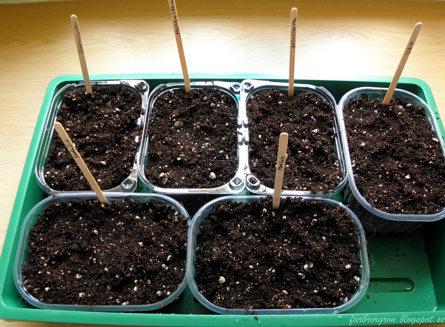 Frösådd av sodaört, malabarspenat, isört mm