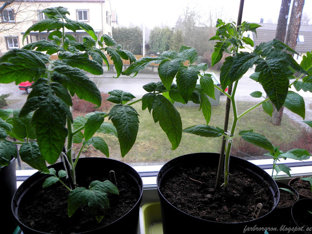 ”Tiny Tiger” visade sig redan som liten att den var kraftfull.