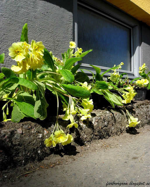 Primula till vår stadsodling