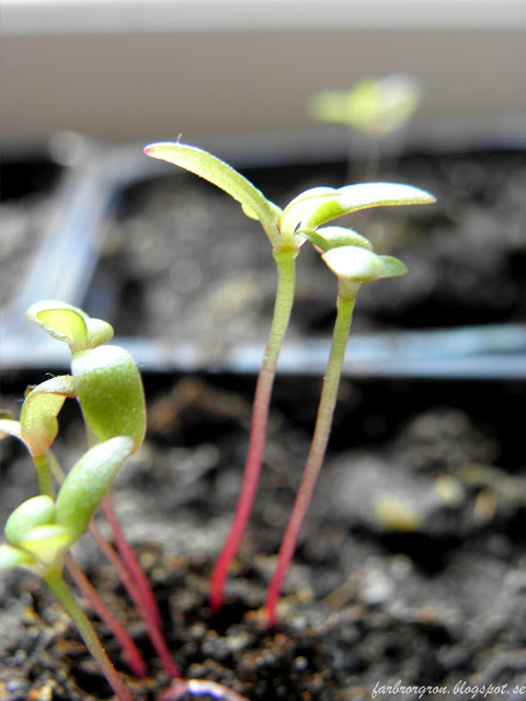 Portlak och frön i perlit