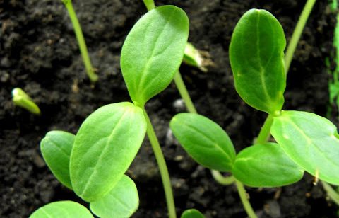 Västerås förknippas med en grönsak