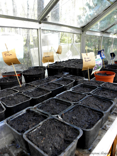 Dags att så frön i växthuset