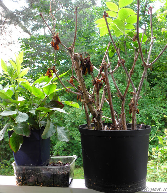 Fläder ”Sticklingsförökning”