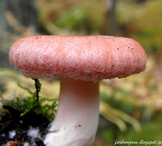 Finska riskor – ett läckert alternativ till skagenröra