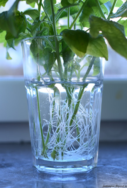 Tomatsticklingar redo för jord ”Tiny Tim”