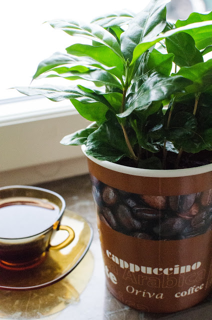 Kaffeplanta