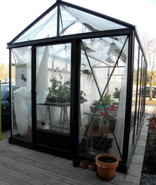 Vi sår majs i framtidslägenhetens växthus