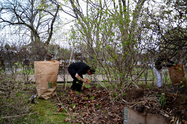 Stadsodlingen vid vårt hus. Vi är igång