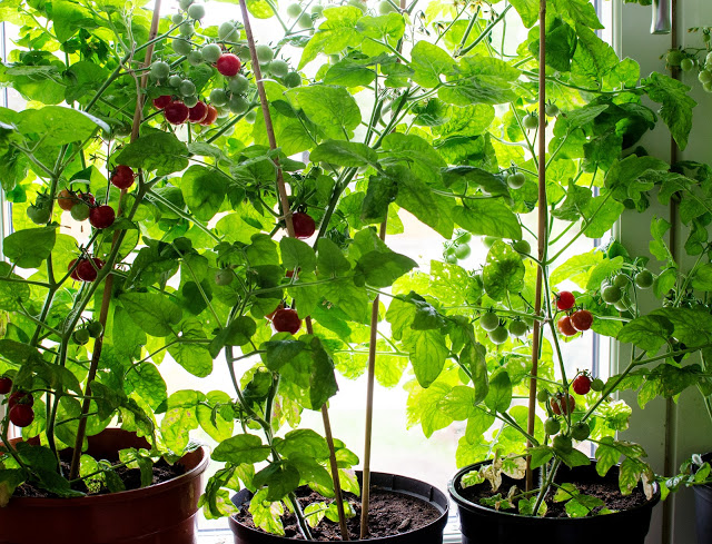 Tomatdjungel i vardagsrummet