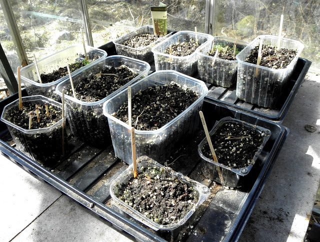 Årets första frösådd. Stratifiering och kallbänk 2013