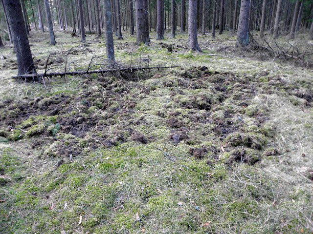 Det är inte bara vildsvinen som förstör våra skogar