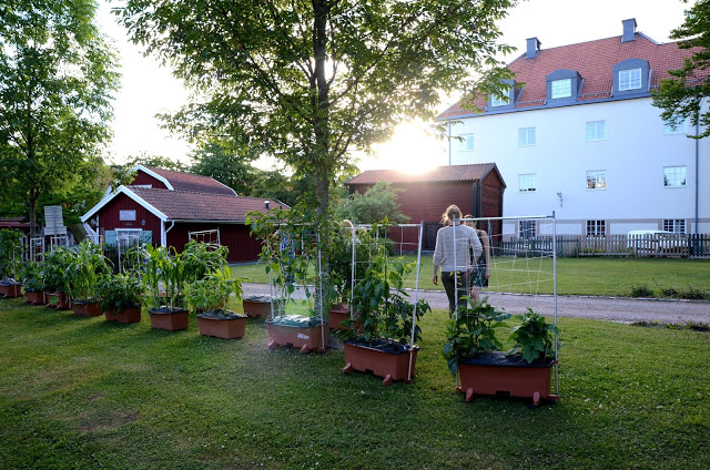 Stadsodling prästgatan utflyttning