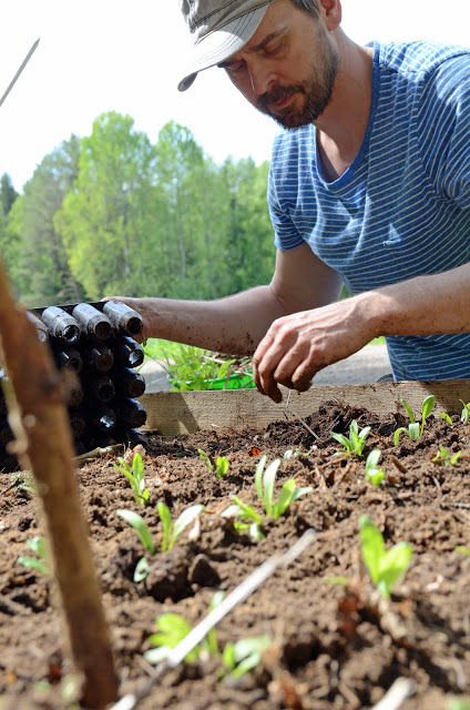 Gulbetor och bondbönor