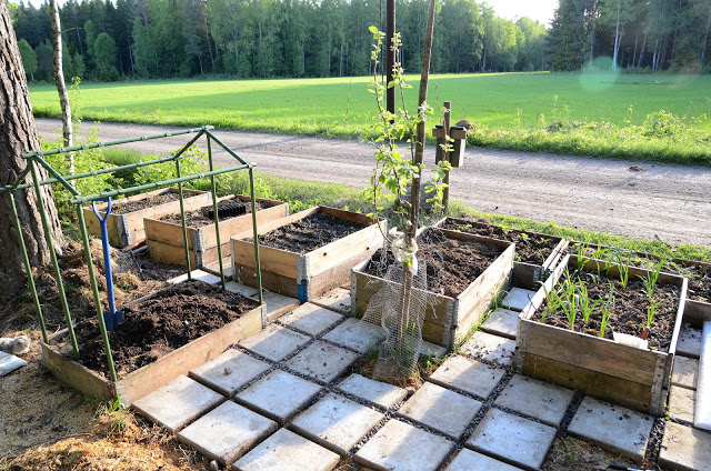 Vår nya pallkrageodling