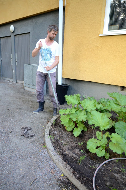 Gödselstavar i rabarberodlingen