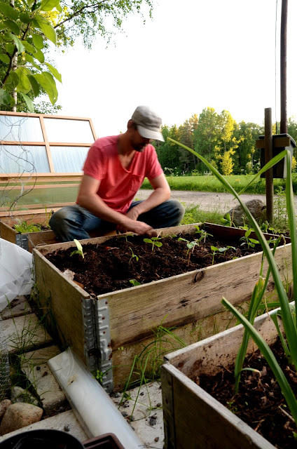Trädgården vid stugan i Flen/ Rapport från juni