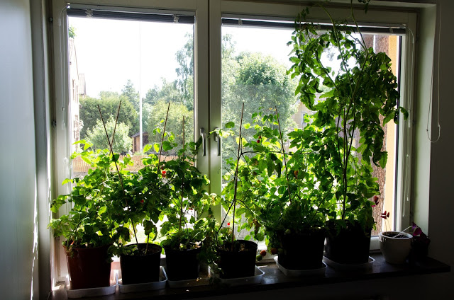Windowfarming/ säsong 2