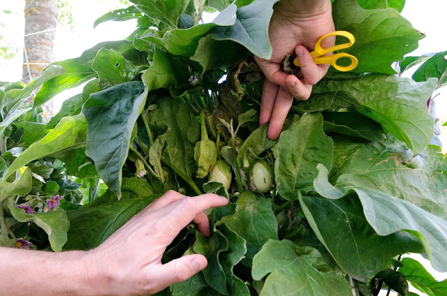 Prästgatan vi kan börja skörda så smått