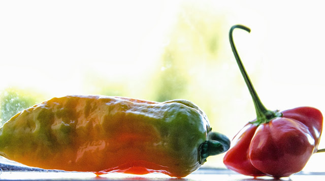 Eftermogna chilifrukter