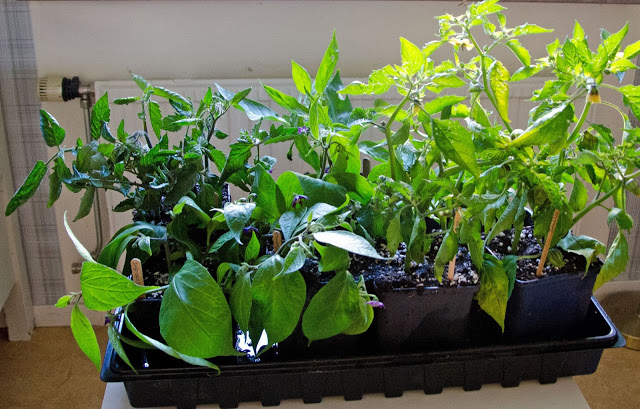 Sticklingsföröka chili, tomat, tomatillo i september