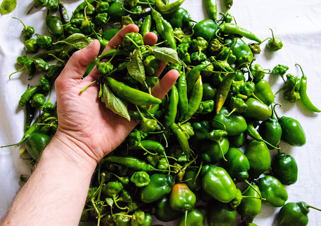 Sista skörden från Takfarmen denna säsong