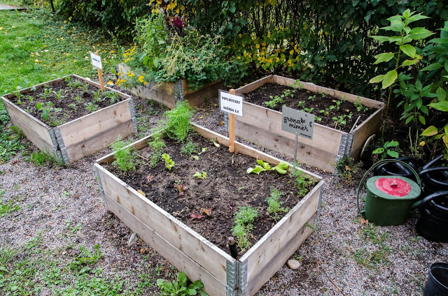 Höstplantering av sallat, dill, timjan och kål