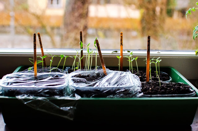 Chilisådd i december