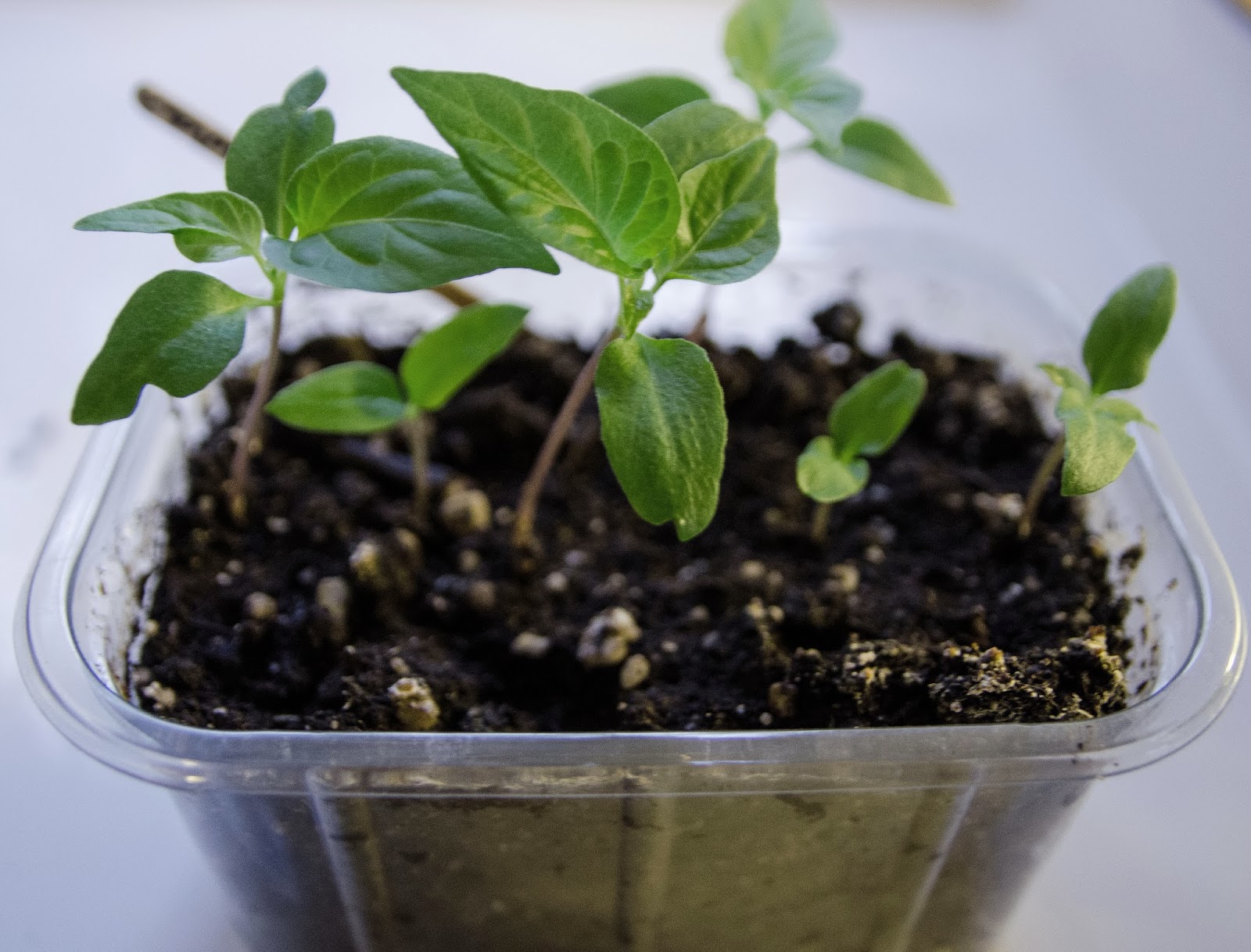 Chili 1a omplantering 2014