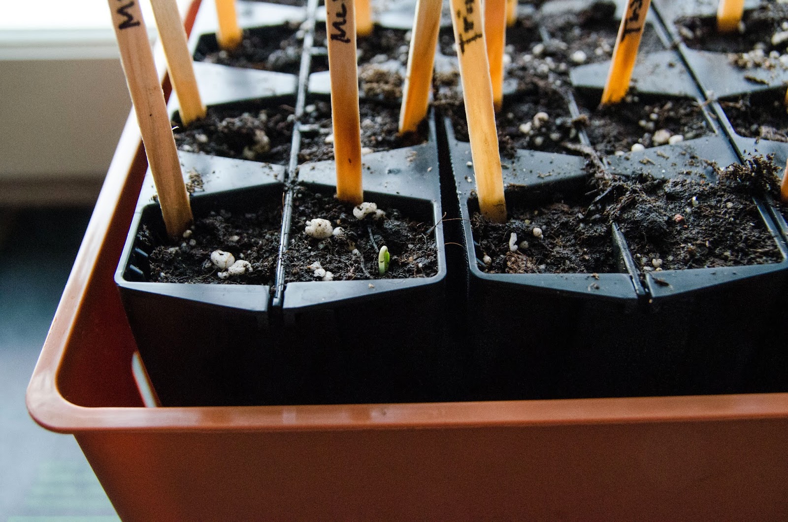 Chilisådd 2 Nu tittar de upp.