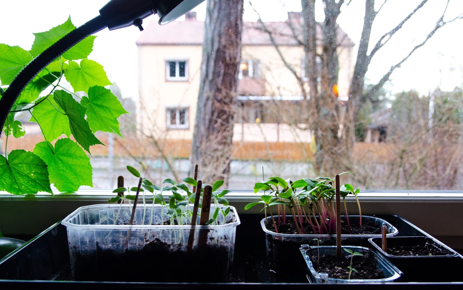 Rapport från fönsterbrädan