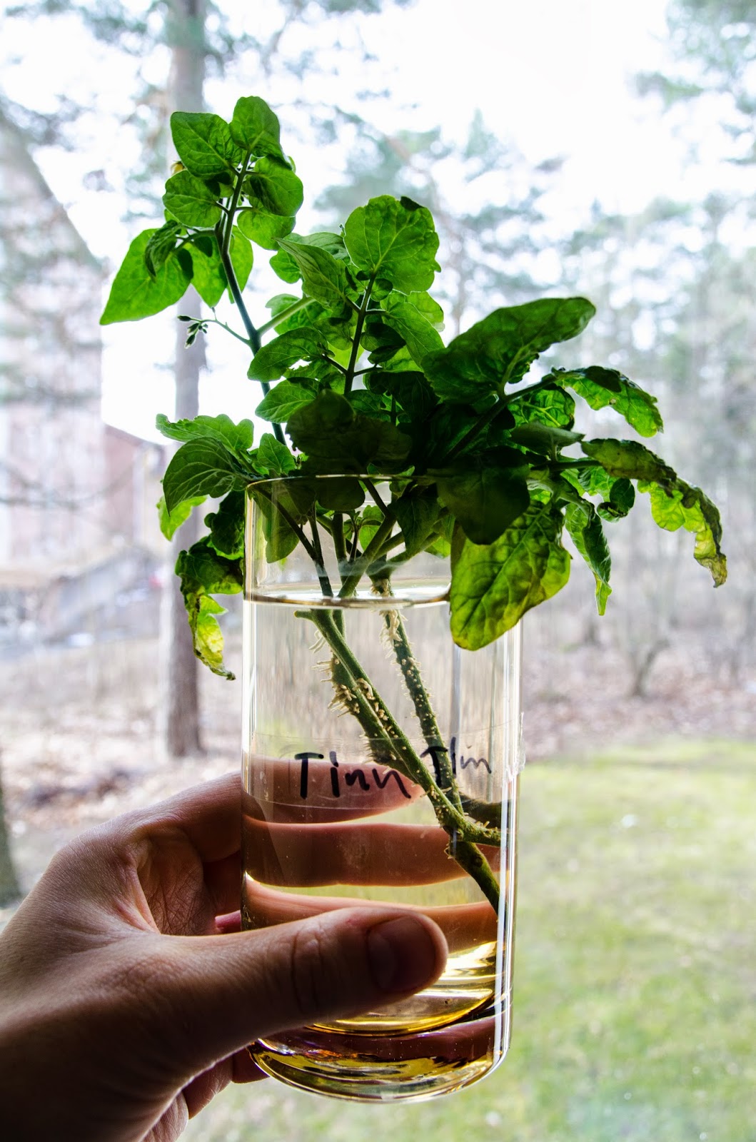 Windowfarming – tomat
