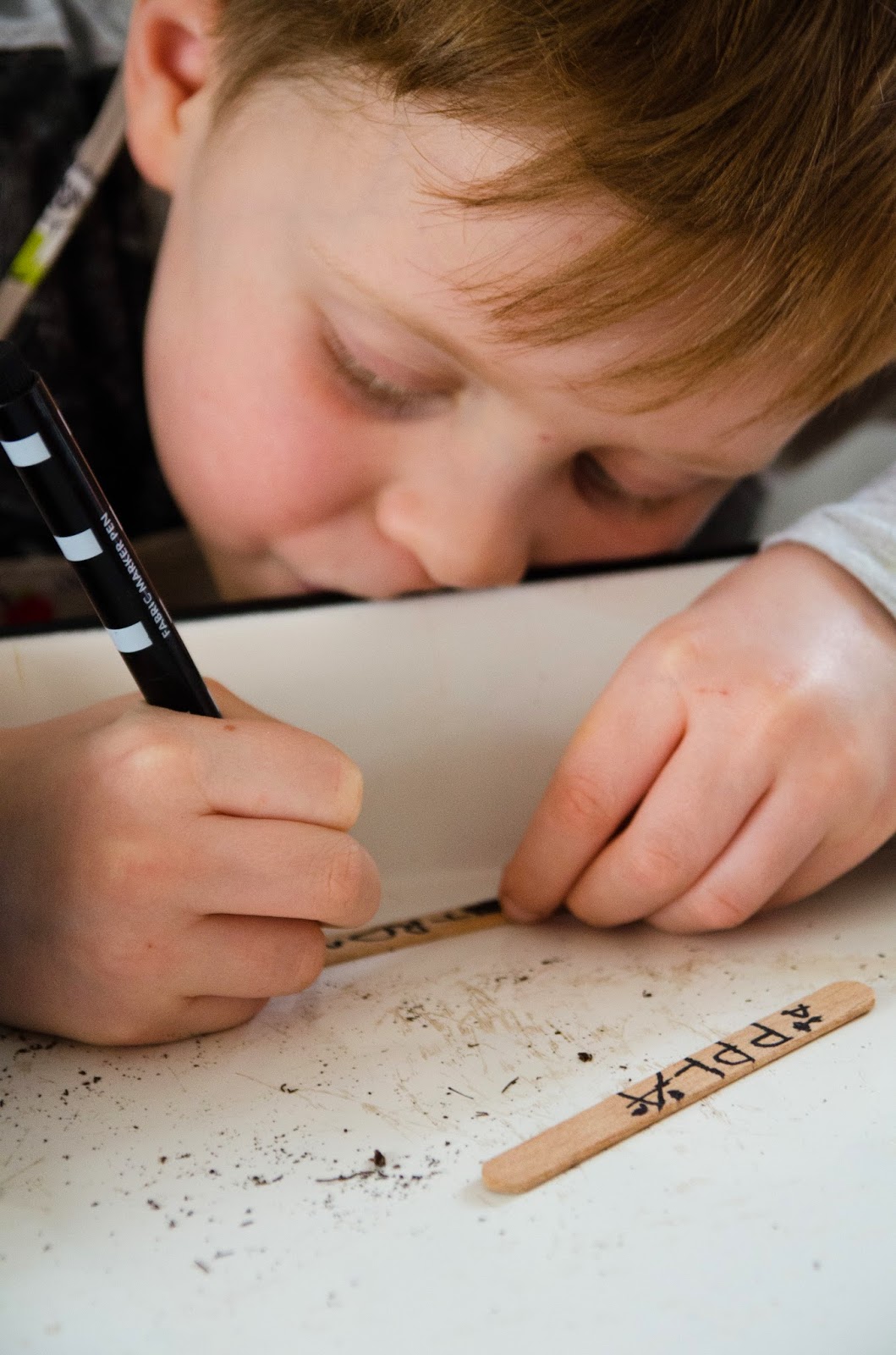 Äppelträd från kärna del 1