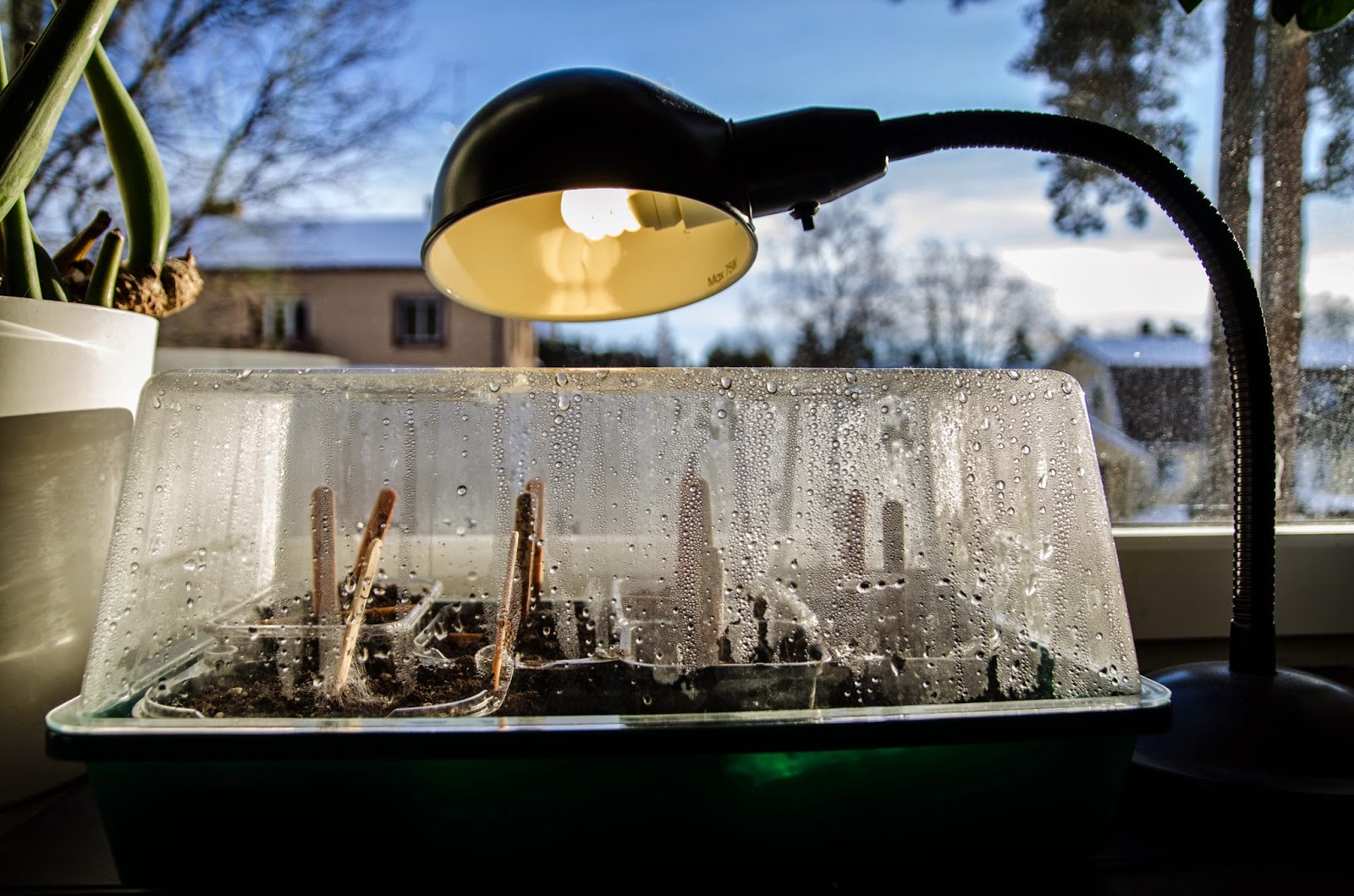Chili från frö till omplantering 1
