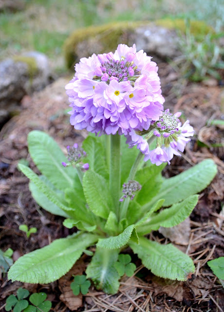 Snart är det dags för primulorna att blomma