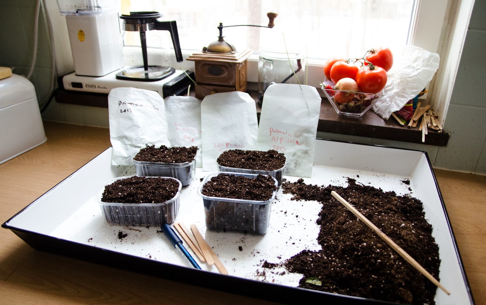 Primulasådd  och stratifiering