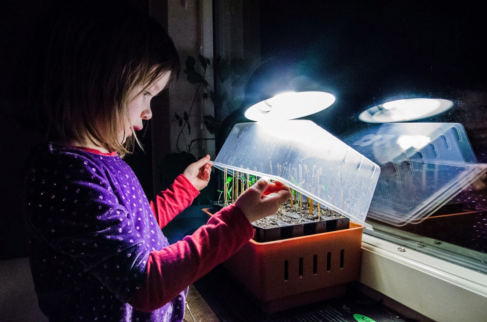 Var köper man chiliplantor?