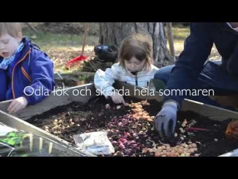 Odla lök och skörda hela sommaren