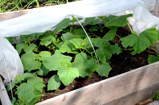 Odla i pallkrage – så får du till en bra jord