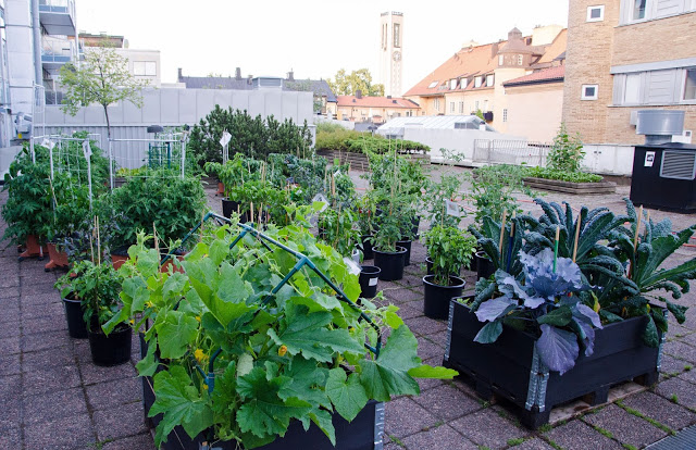 Vi gästbloggar på Naturhistoriska riksmuseet den här veckan.