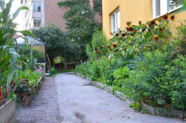 Skapa vackra grönsaksodlingar i staden