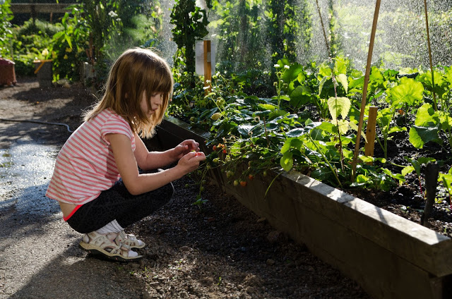 Fixa jordgubbslandet på hösten