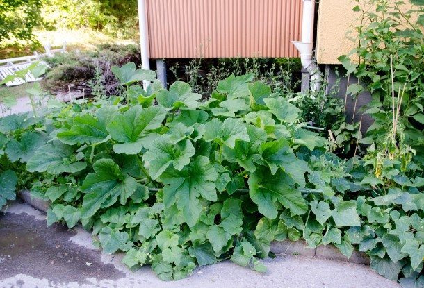 Bokashi det klimatsmarta sättet att kompostera