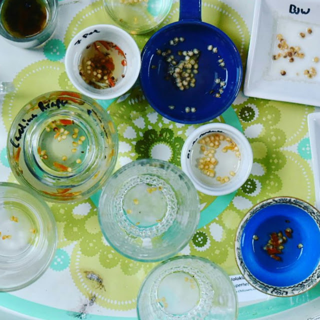 Chili nästa års plantor är uppe