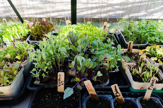 Vinterså dina grönsaker och skörda i vår