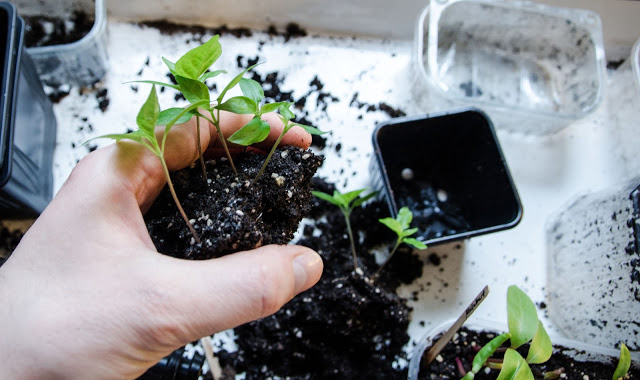 Chili omplantering 1