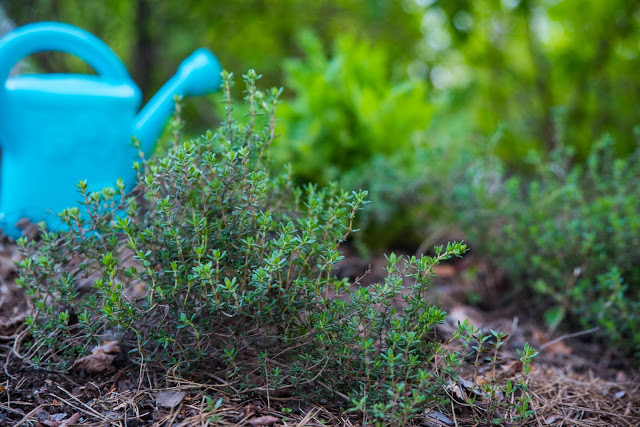 Odla egna kryddor – timjan