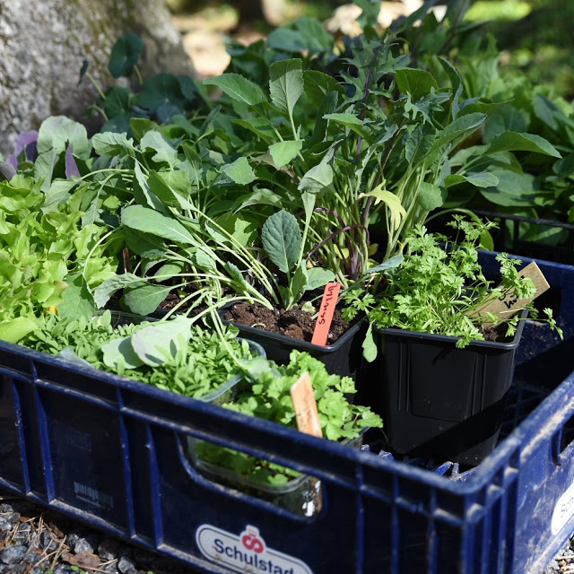 Att plantera ut förkultiverade plantor