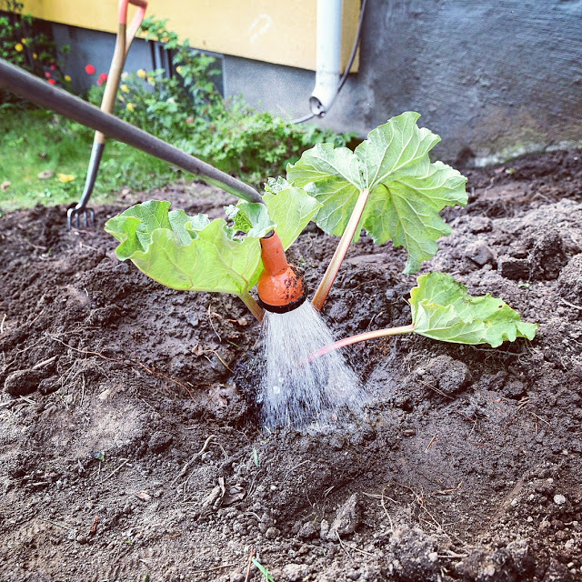 Så vattnar du när du planterar