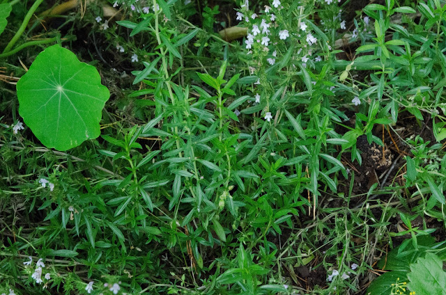 Odla egna kryddor – kyndel