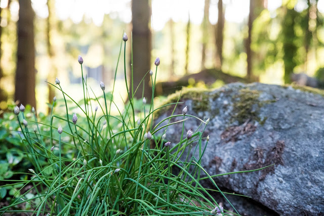 Odla egna kryddor – gräslök